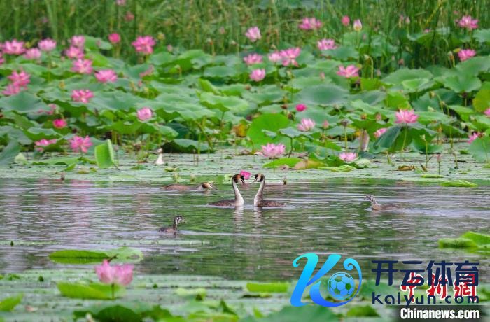 京津冀最好意思湿地衡水湖：40余种夏候鸟繁育上万只后代